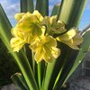 Кливии (Clivia)